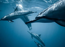 九游官网：引领手游生活的新入口